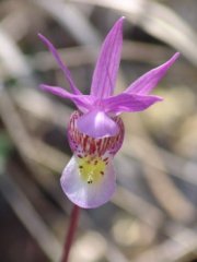 Washington State Native Orchid